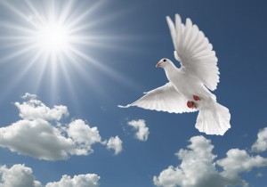 white dove flying on clear blue sky